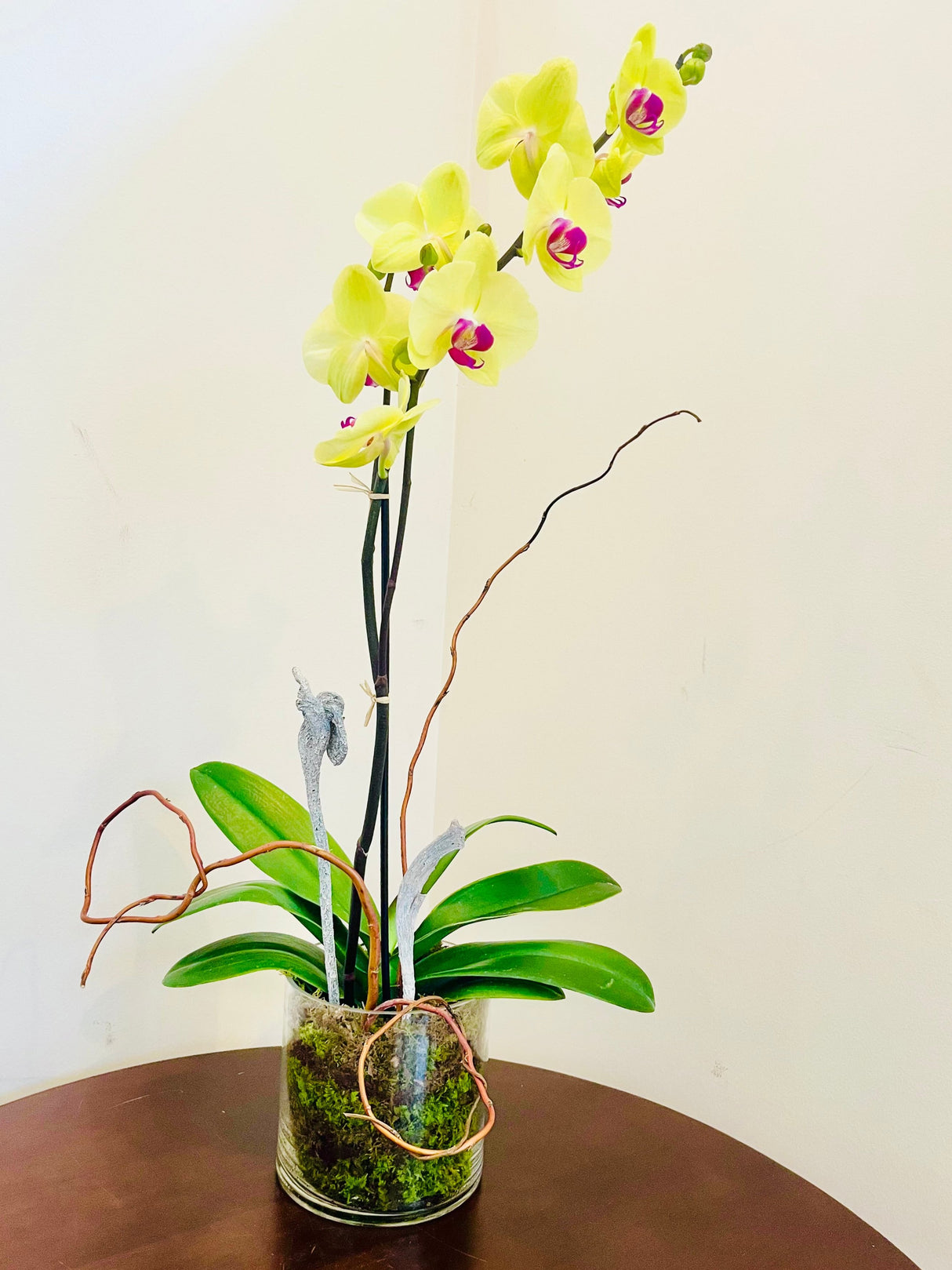 Orchid Plants