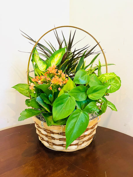 Florist Designed Blooming and Green Plants in a Basket