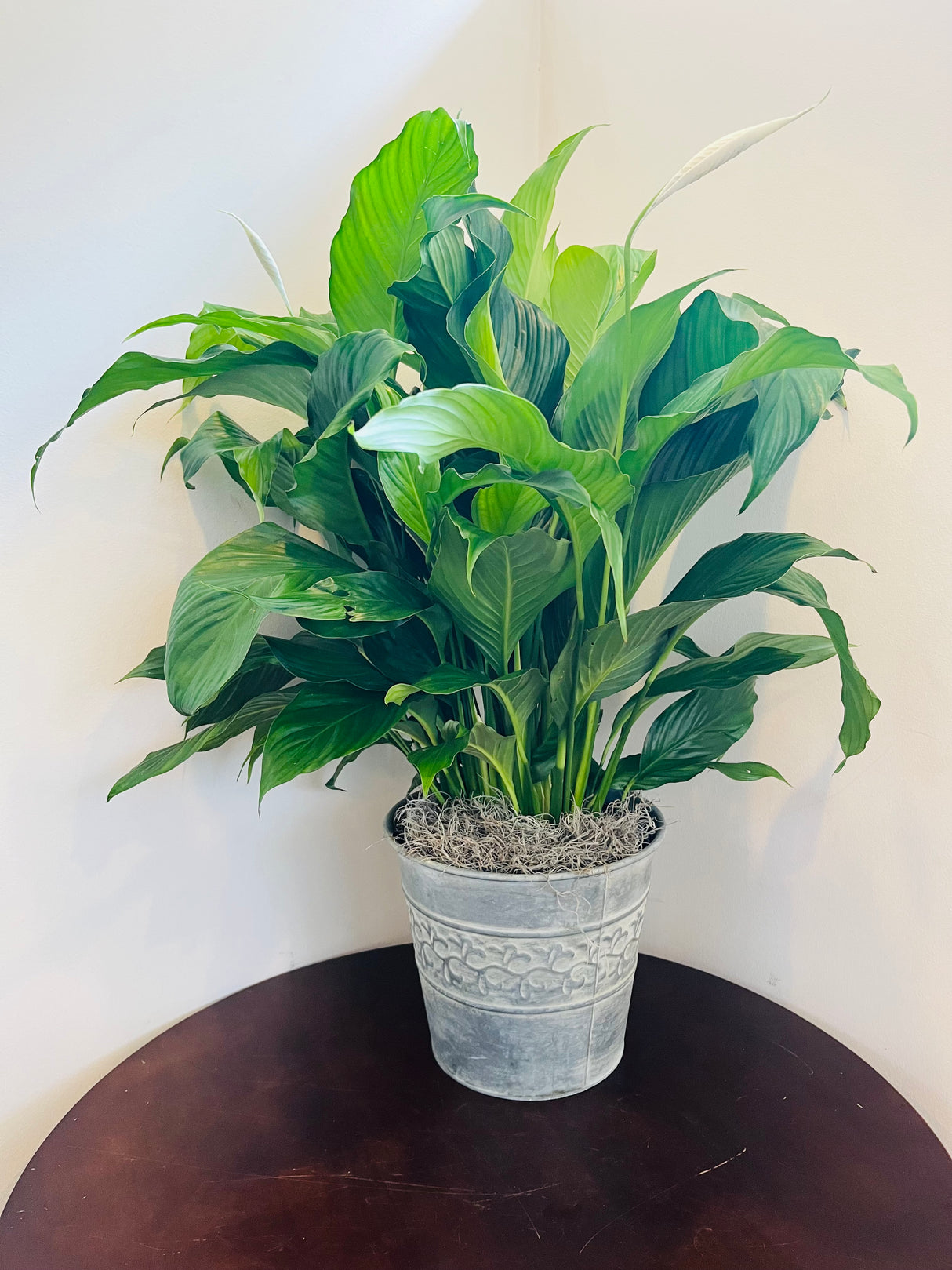 Peace Lily Planter