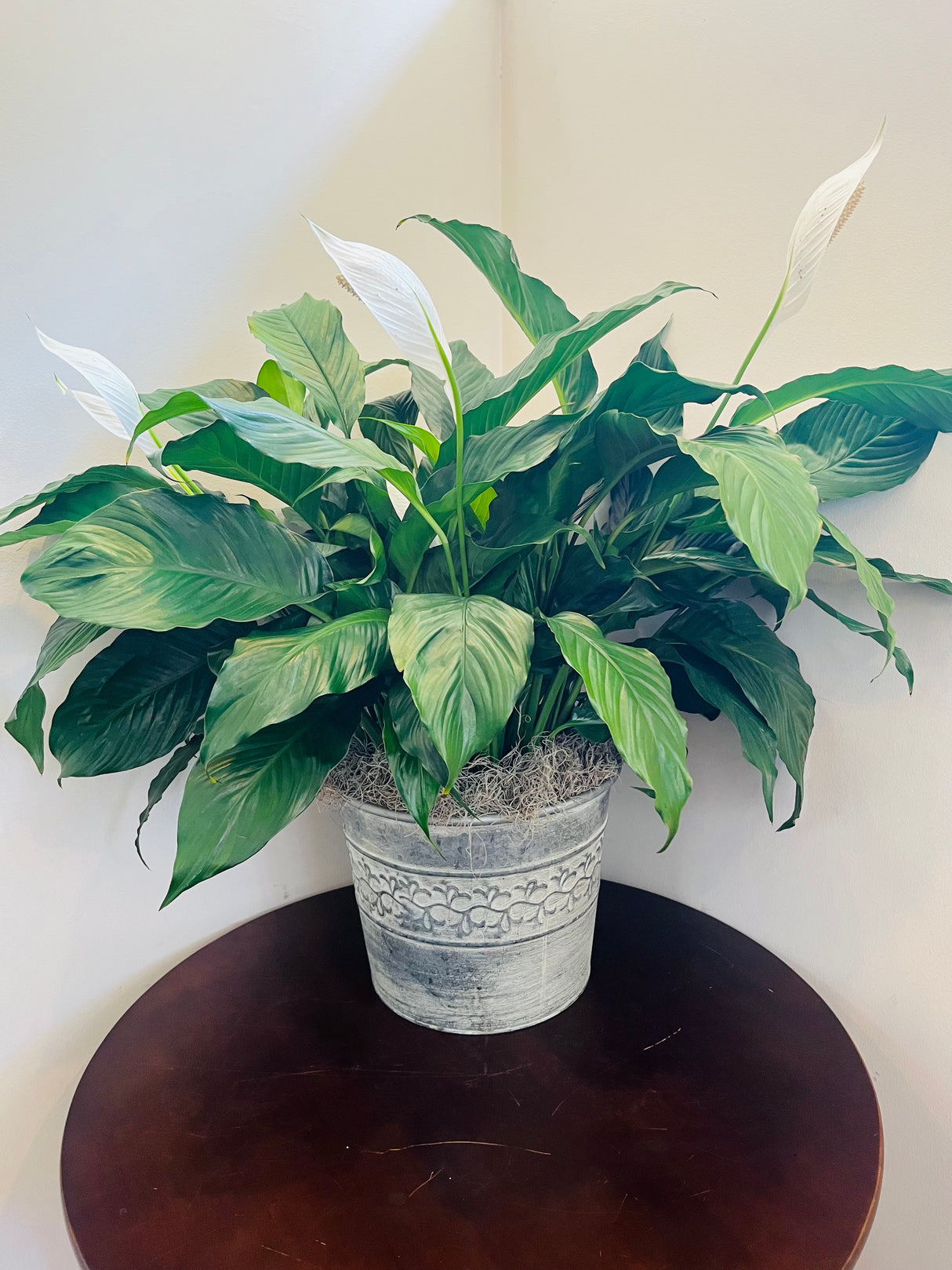 Peace Lily Planter