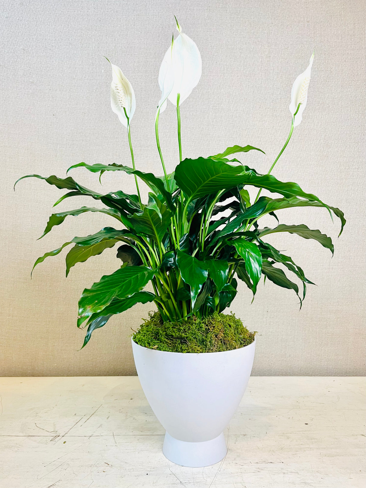 Peace Lily Planter