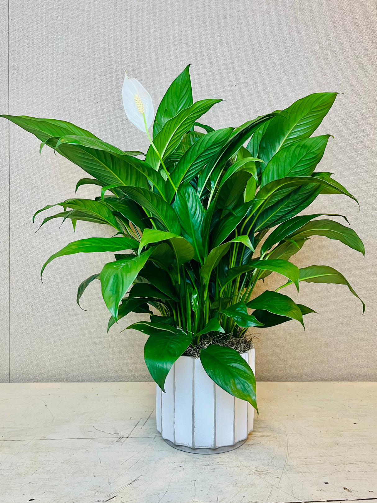 Peace Lily Planter