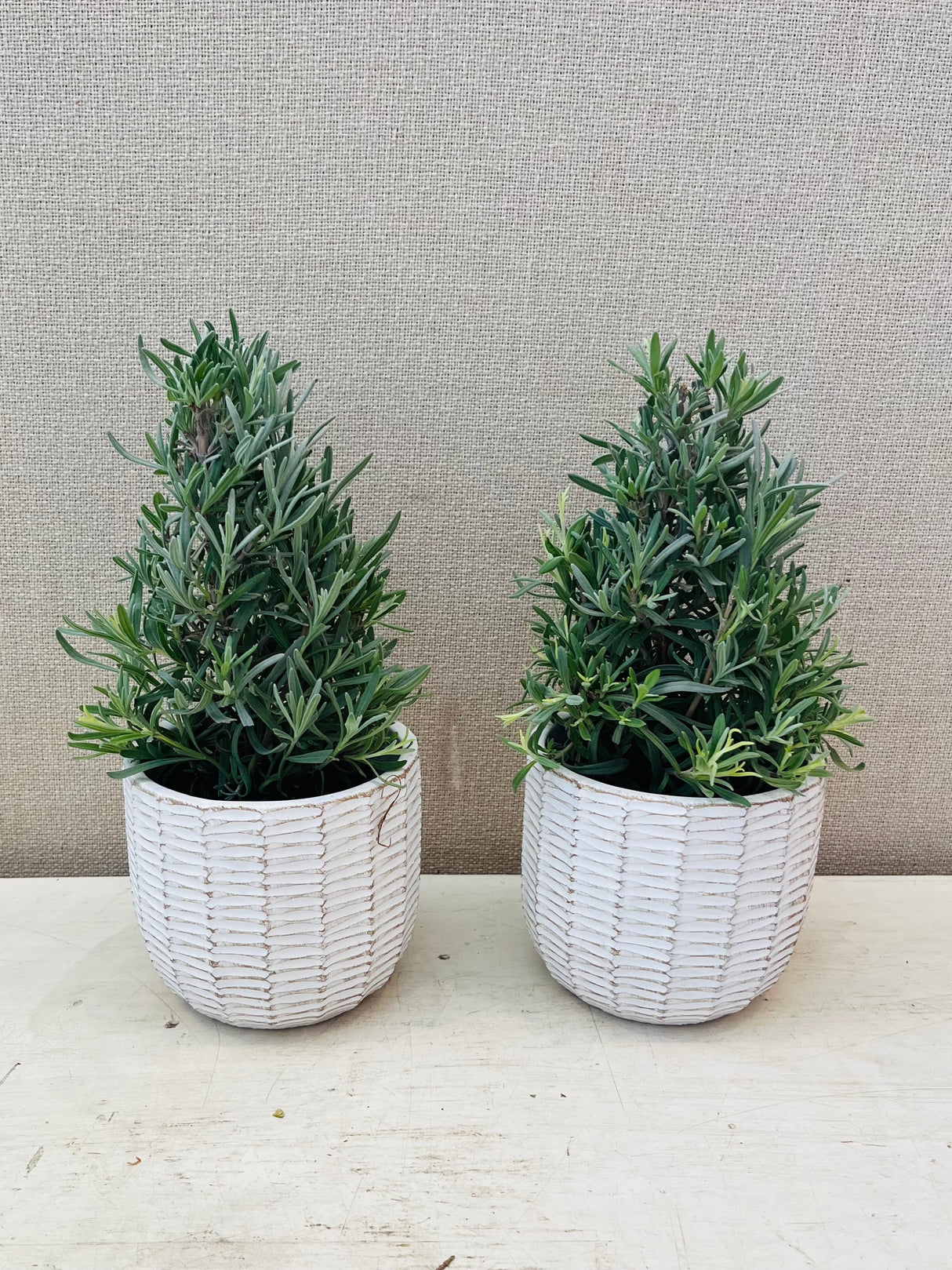 Holiday Topiaries - Set of 2