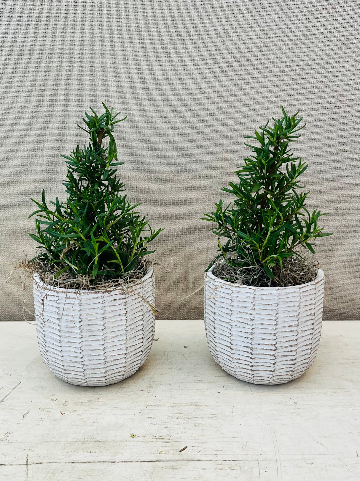 Holiday Topiaries - Set of 2