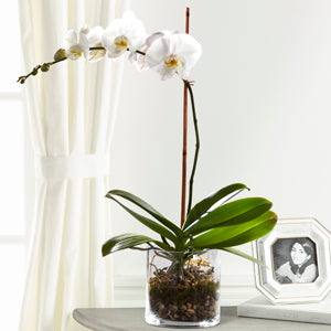 White Orchid Planter